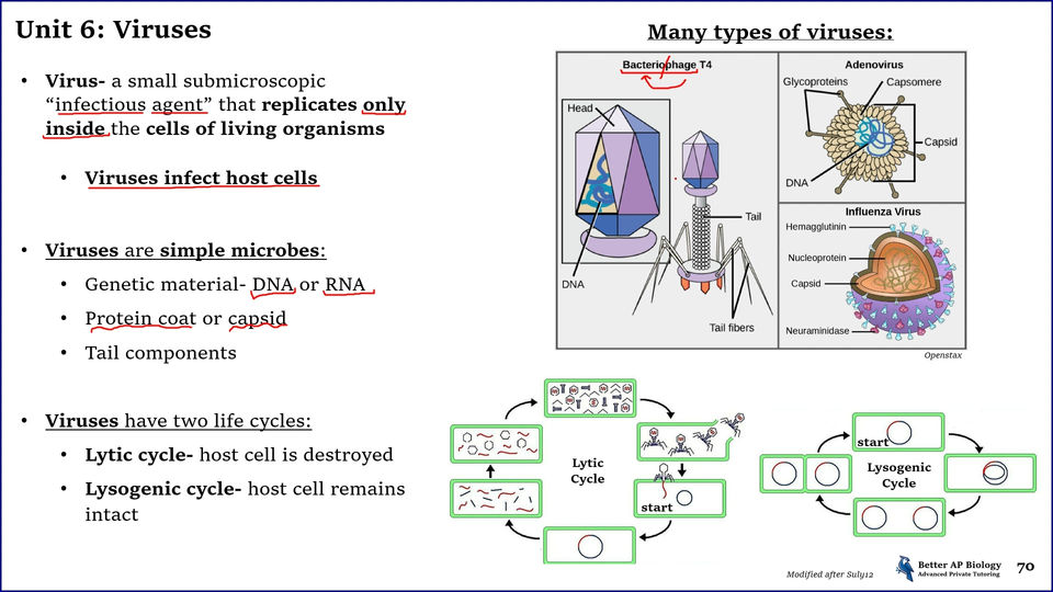 L8- Prokaryotes, Viruses & Effects of Mutations